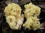 Ramaria rubiginosa image