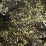 Lichenostigma cosmopolites image