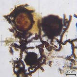 Lichenostigma cosmopolites image
