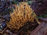 Ramaria curta image