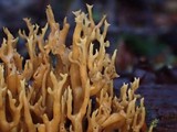 Ramaria curta image