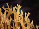 Ramaria curta image