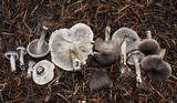 Tricholoma myomyces var. cystidiotum image