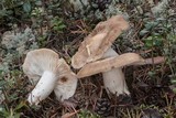 Lyophyllum shimeji image