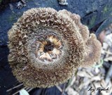 Lentinus stuppeus image