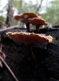 Lentinus stuppeus image