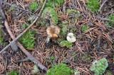 Hygrophorus hypothejus image