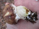Suillus neoalbidipes image