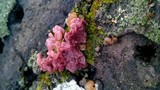 Ascocoryne sarcoides image
