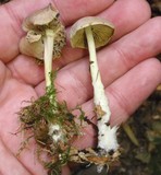 Gymnopus peronatus image