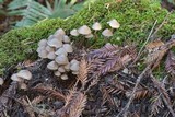 Mycena maculata image