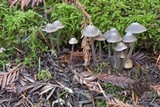 Mycena maculata image