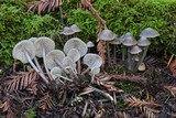 Mycena maculata image
