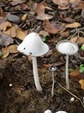 Coprinopsis nivea image