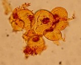 Coprinopsis nivea image