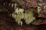 Mucronella fusiformis image