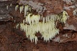 Mucronella fusiformis image