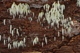 Mucronella fusiformis image