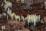 Mucronella fusiformis image