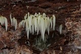 Mucronella fusiformis image