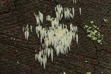 Mucronella fusiformis image