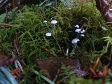 Hemimycena tortuosa image