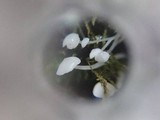 Hemimycena tortuosa image
