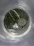 Hemimycena tortuosa image