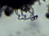 Hemimycena tortuosa image