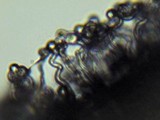 Hemimycena tortuosa image