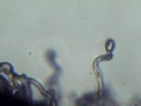 Hemimycena tortuosa image