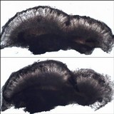 Lecidella elaeochroma f. elaeochroma image