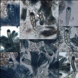 Lecidella elaeochroma f. elaeochroma image
