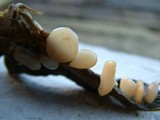 Typhula phacorrhiza image