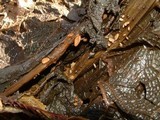 Typhula phacorrhiza image