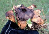 Scleroderma polyrhizum image