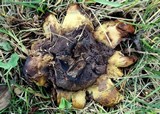 Scleroderma polyrhizum image