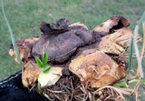 Scleroderma polyrhizum image
