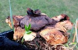 Scleroderma polyrhizum image