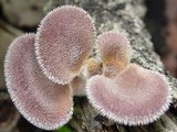 Lentinus strigosus image