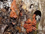 Arcyria ferruginea image