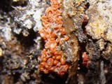 Arcyria ferruginea image
