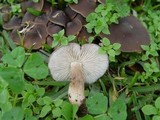 Lyophyllum decastes image