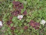 Lyophyllum decastes image