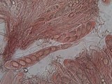 Ainoa geochroa image