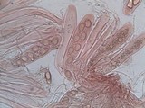 Ainoa geochroa image