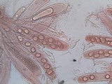 Ainoa geochroa image