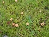 Psilocybe montana image