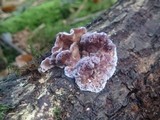 Chondrostereum purpureum image
