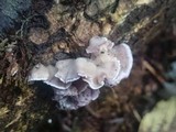 Chondrostereum purpureum image